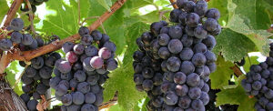 Blessing Grapes at Transfiguration